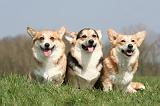 CORGI PEMBROKE 1266